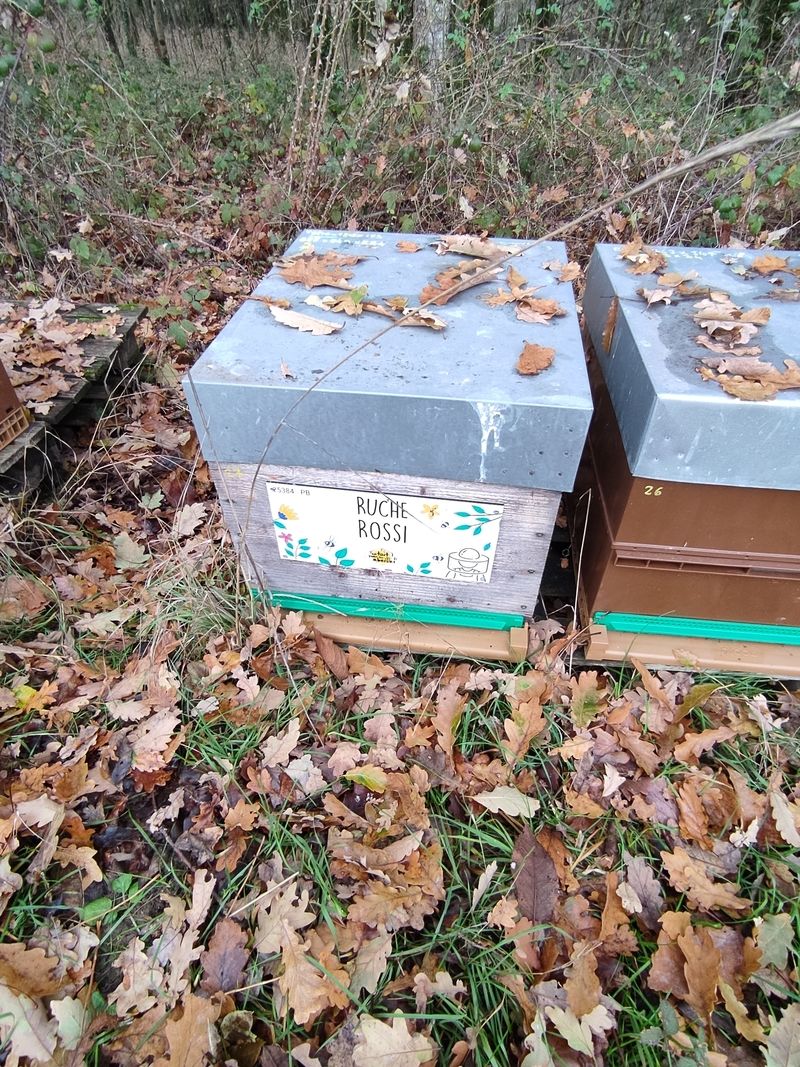 La ruche Rossi
