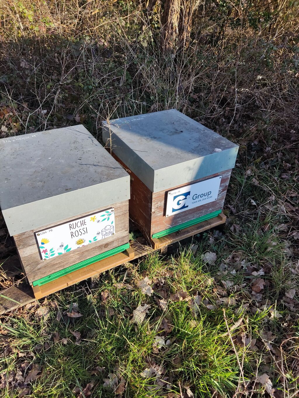 La ruche Rossi