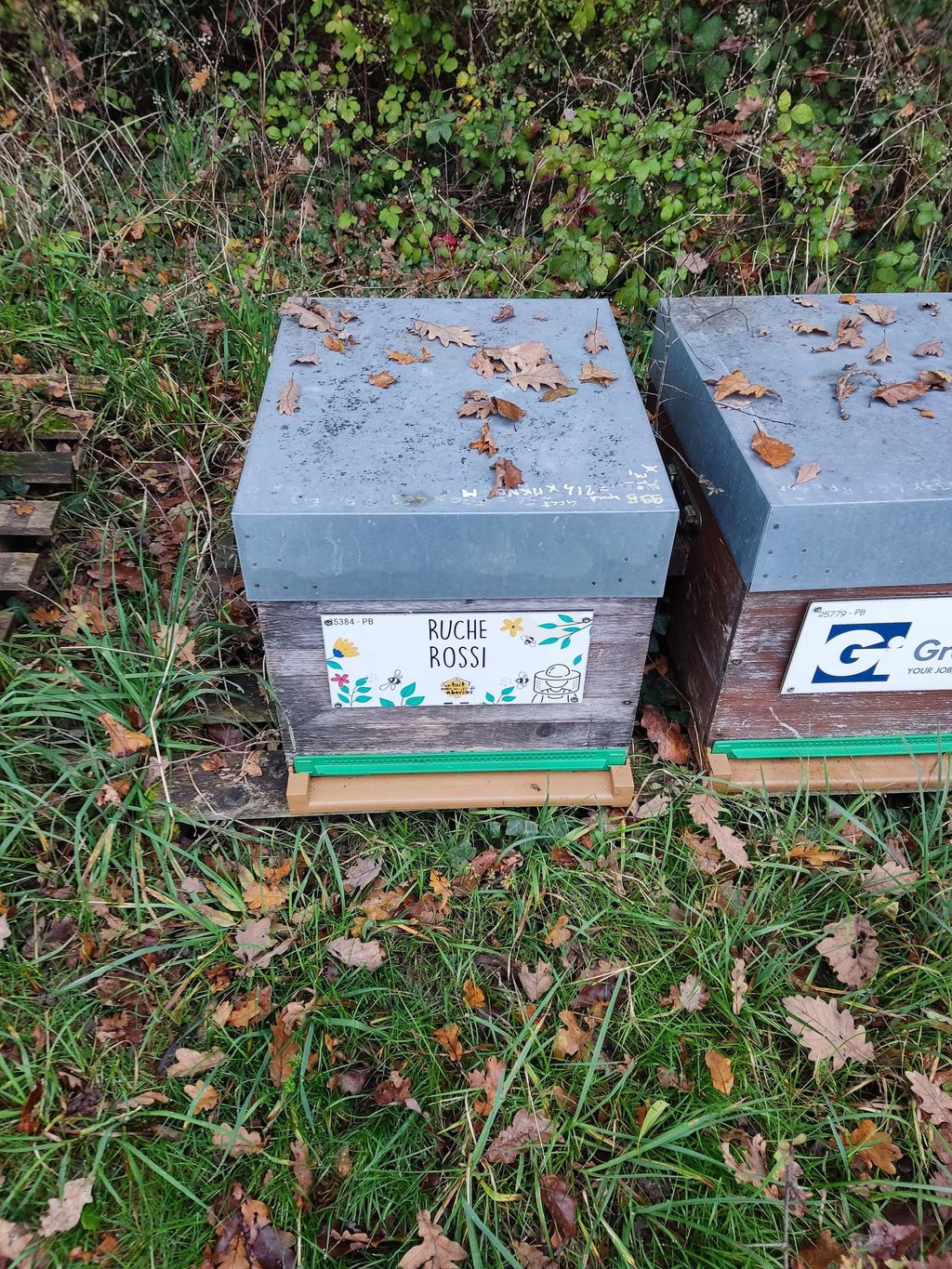 La ruche Rossi
