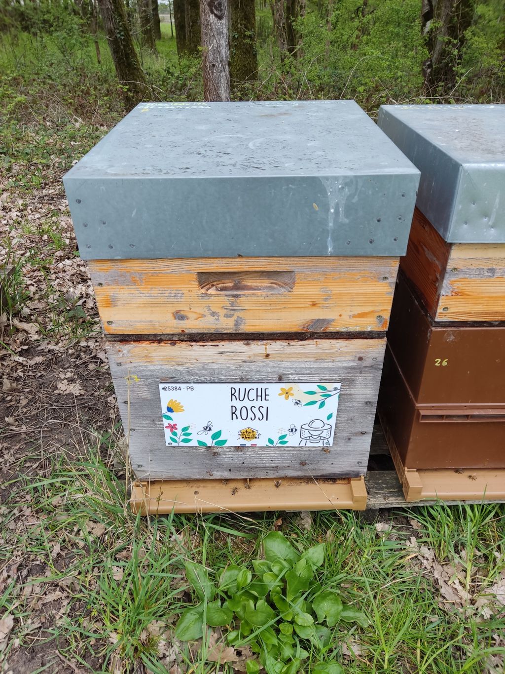 La ruche Rossi