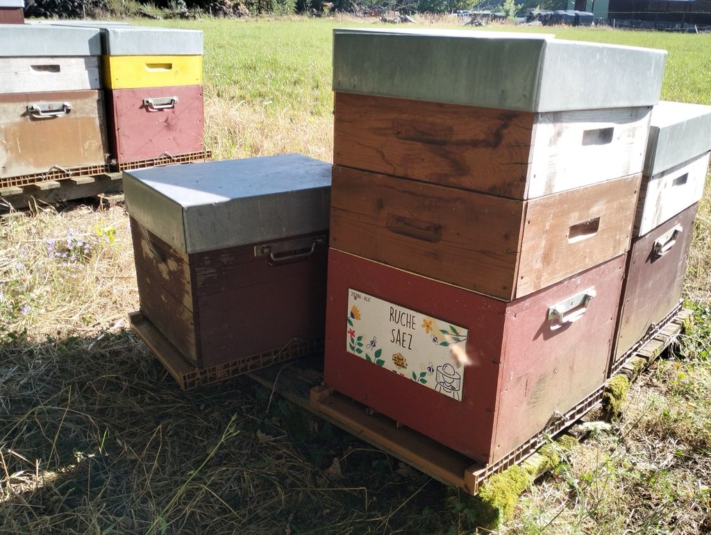 La ruche Saez