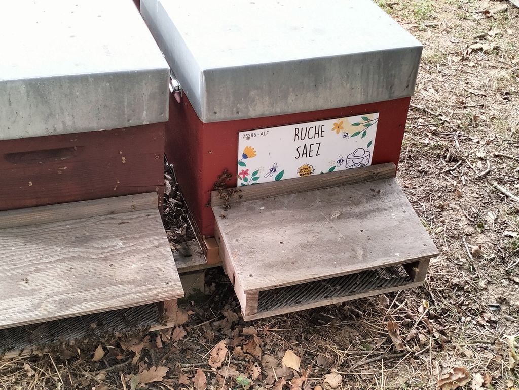 La ruche Saez