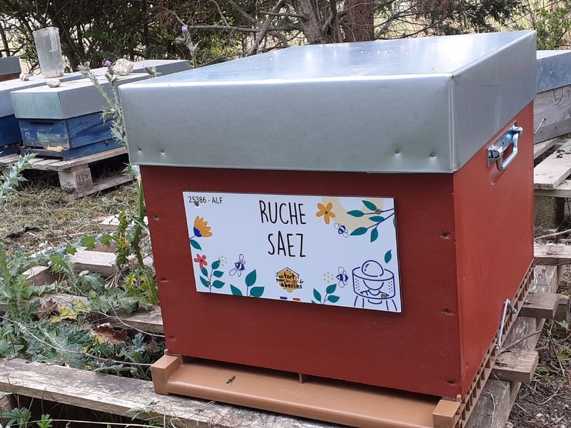 La ruche Saez