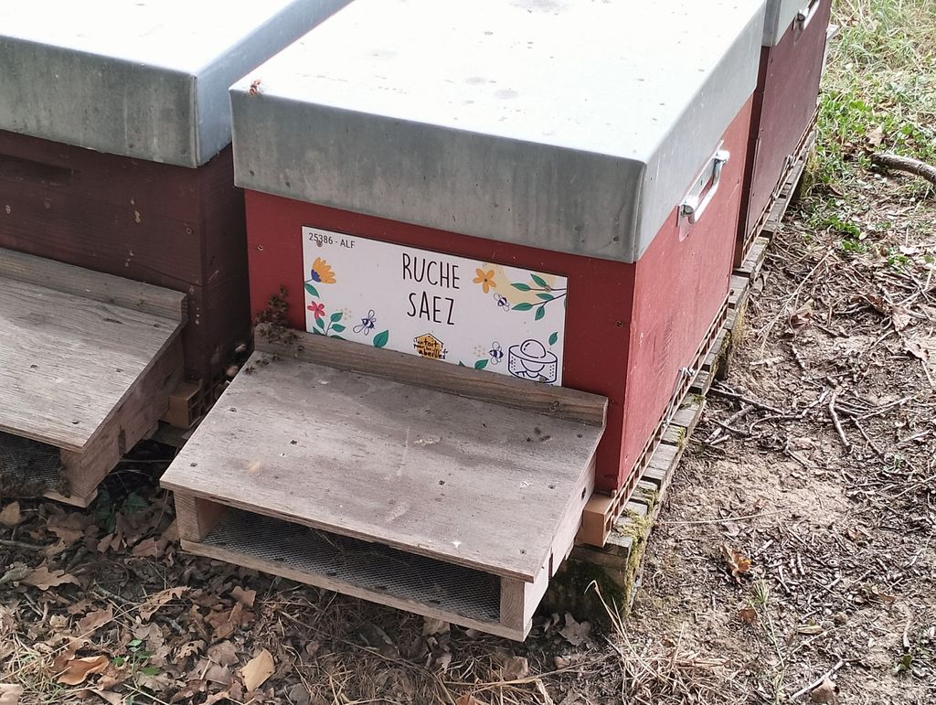 La ruche Saez
