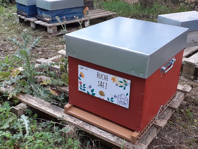 La ruche Saez