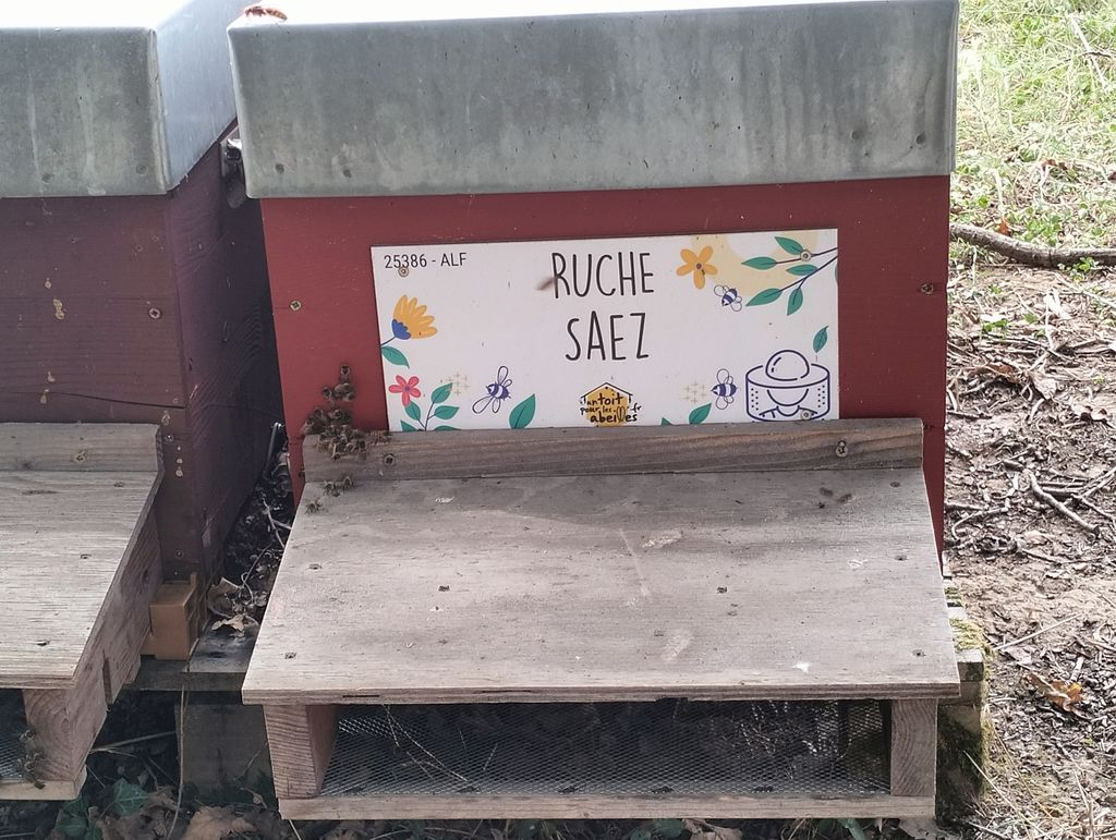 La ruche Saez