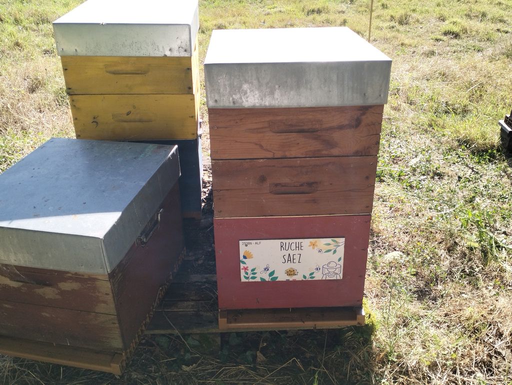 La ruche Saez