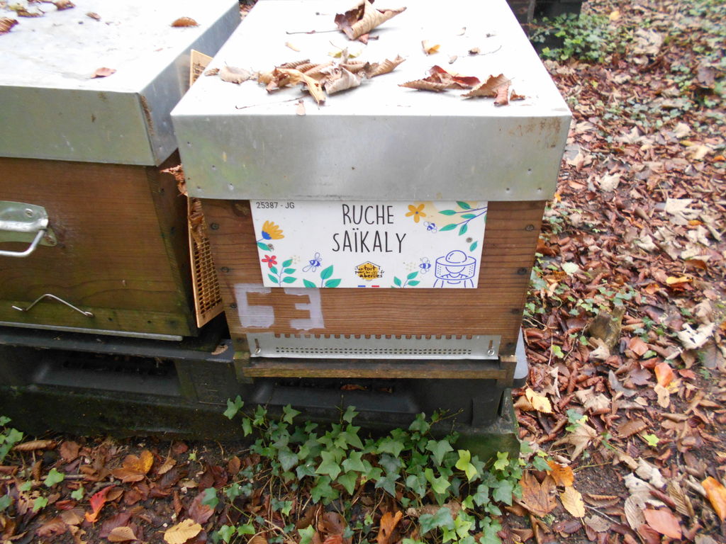 La ruche Saïkaly