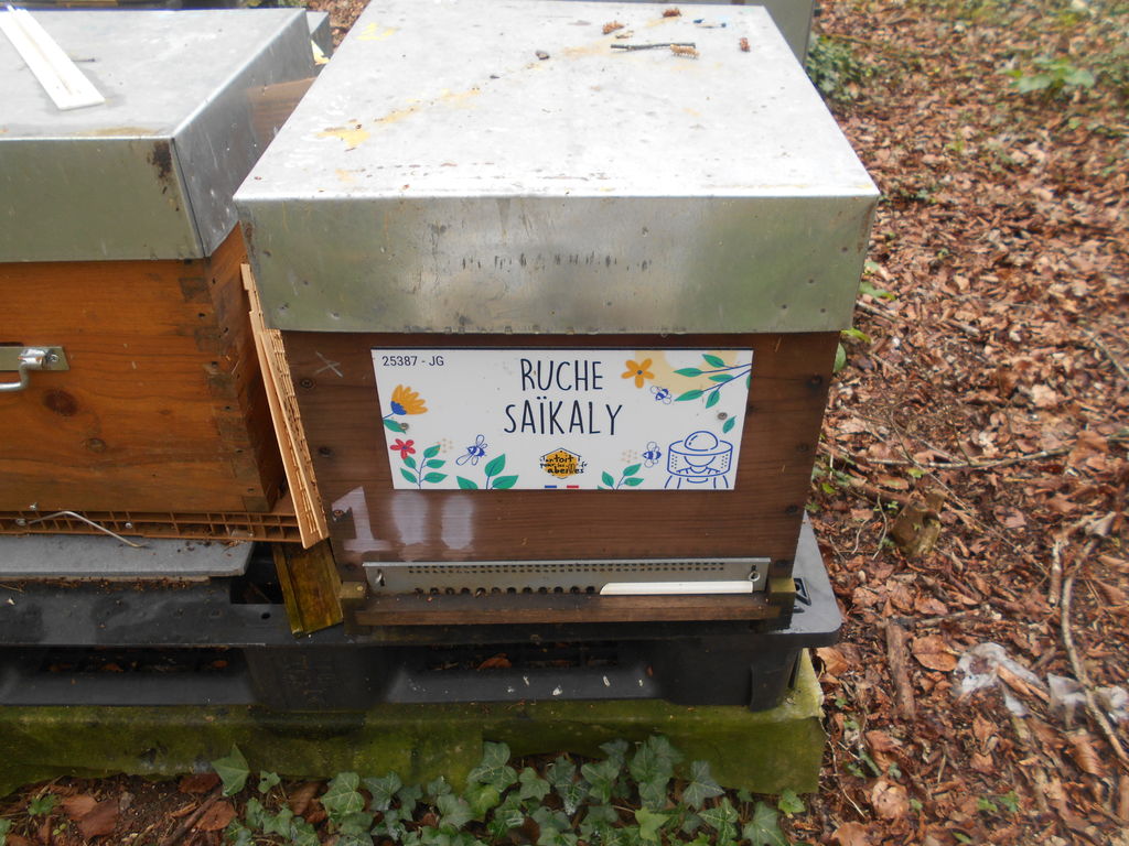 La ruche Saïkaly