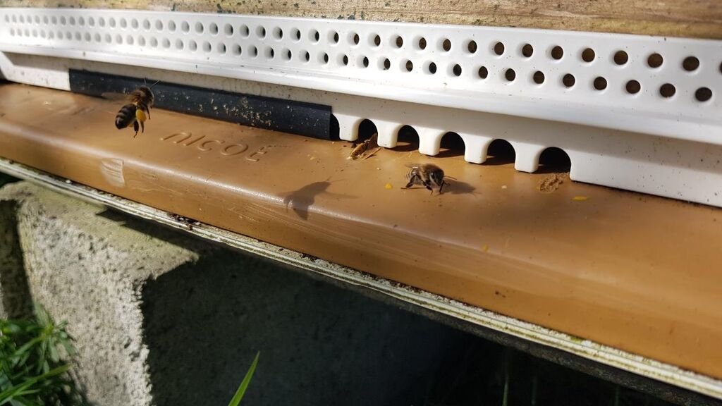 La ruche Saint André