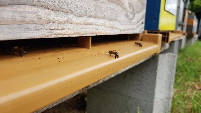 La ruche Saint André