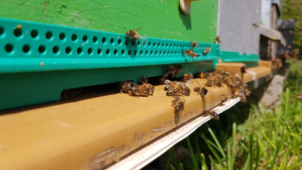 La ruche Saint André