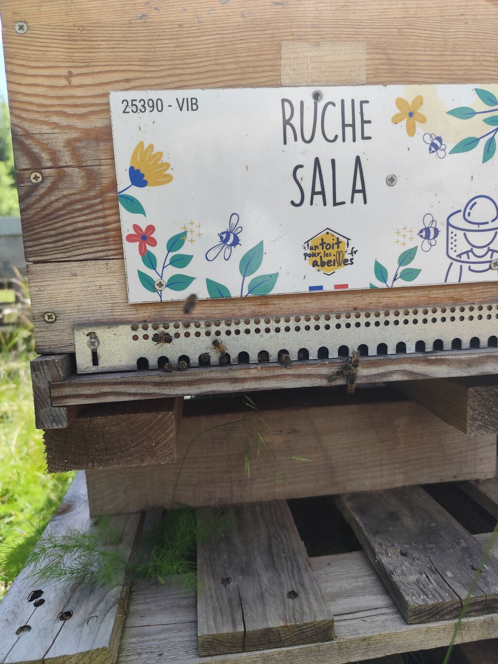 La ruche Sala