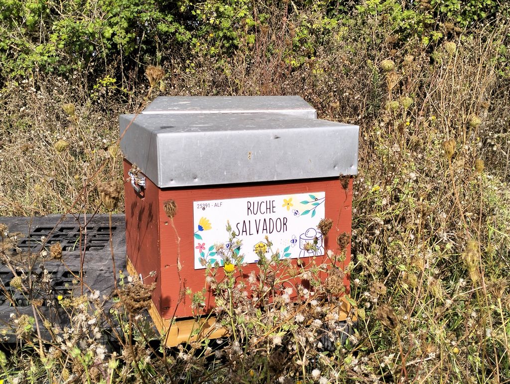 La ruche Salvador