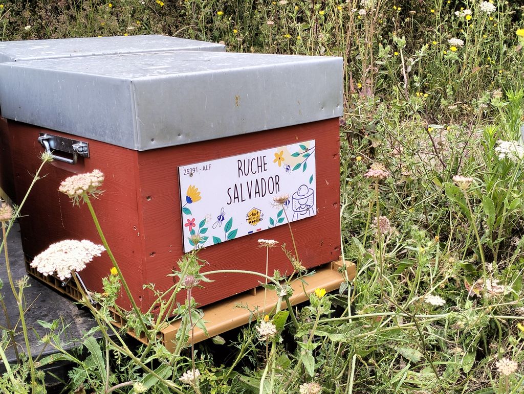La ruche Salvador