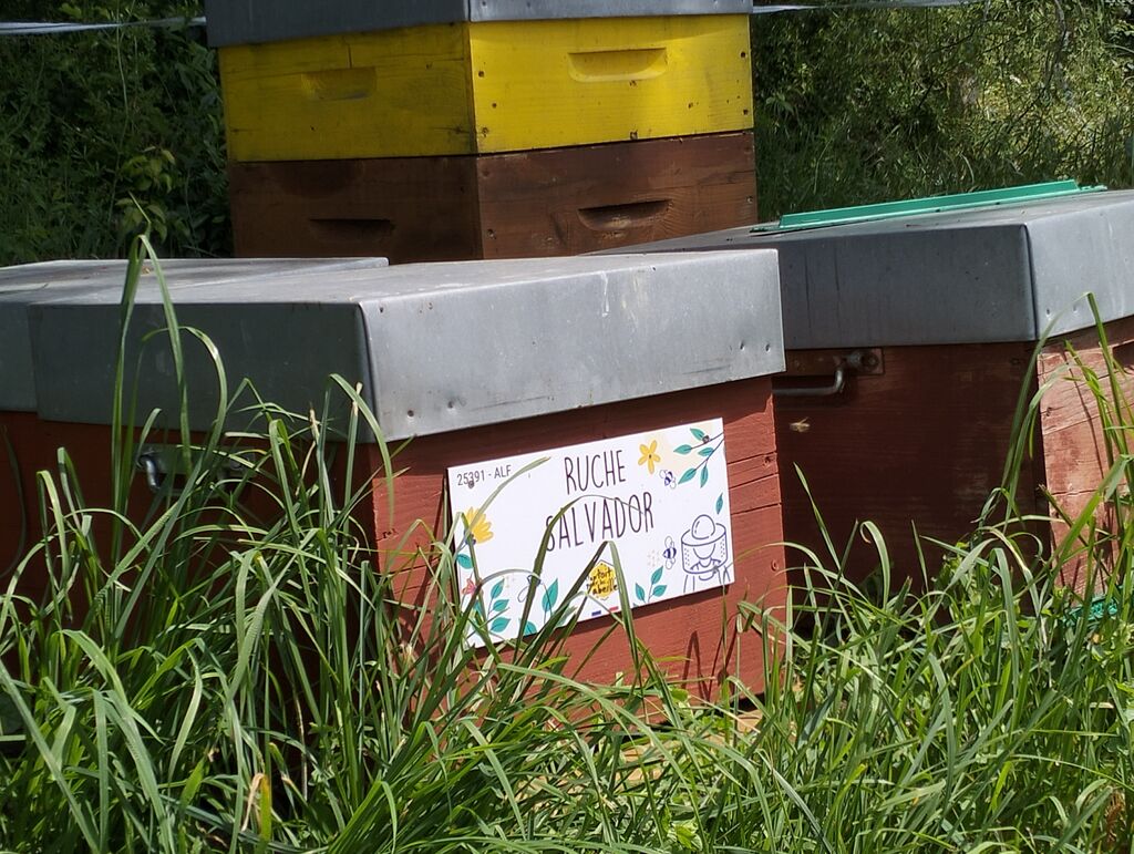 La ruche Salvador