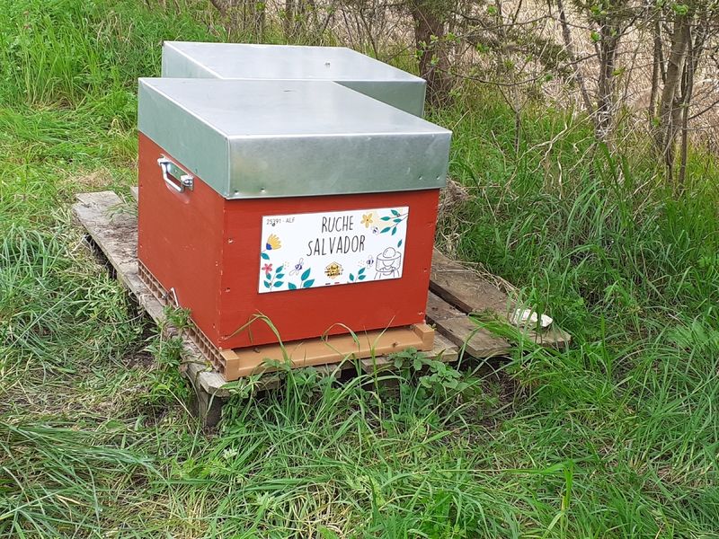 La ruche Salvador