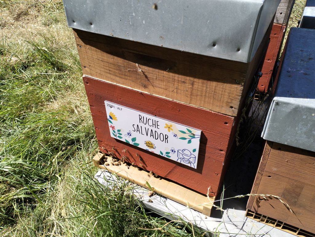 La ruche Salvador