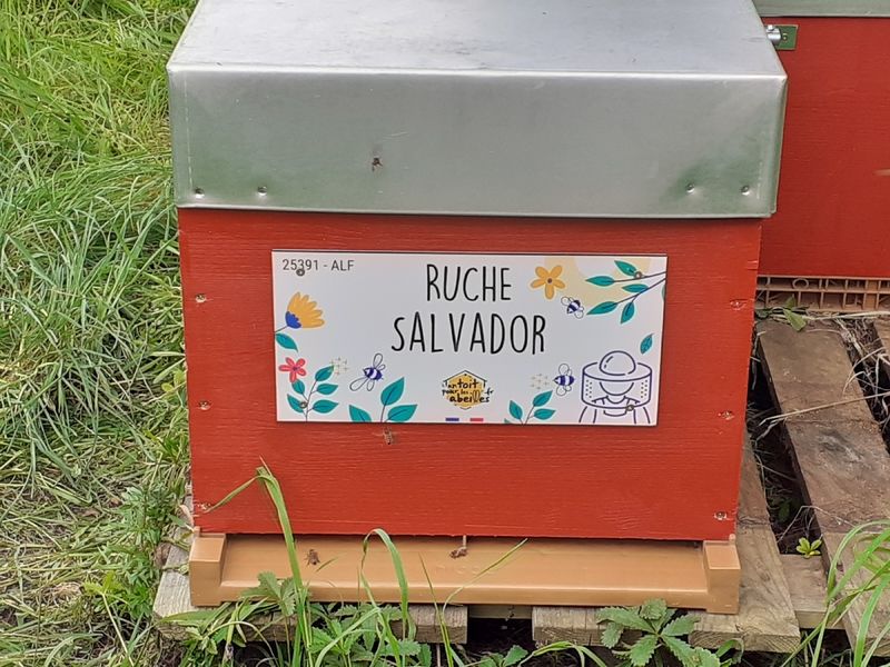 La ruche Salvador