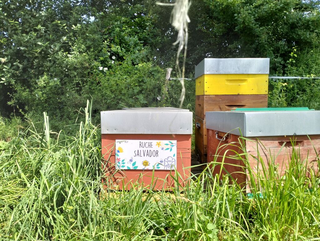 La ruche Salvador