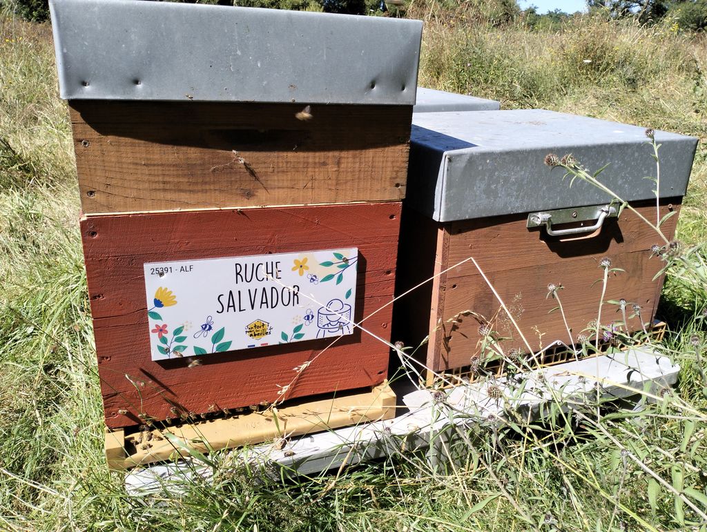 La ruche Salvador