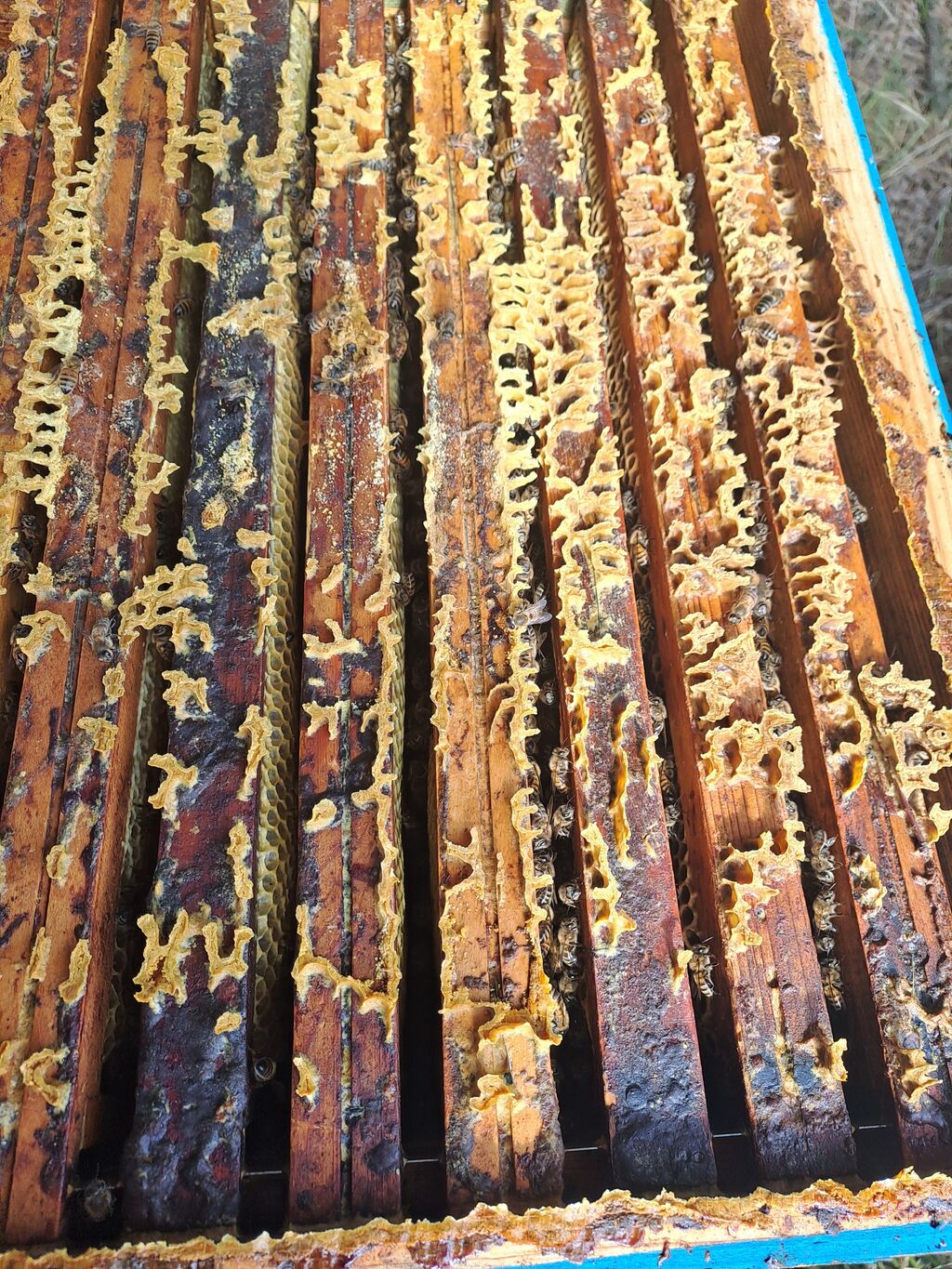 La ruche Sanseverino