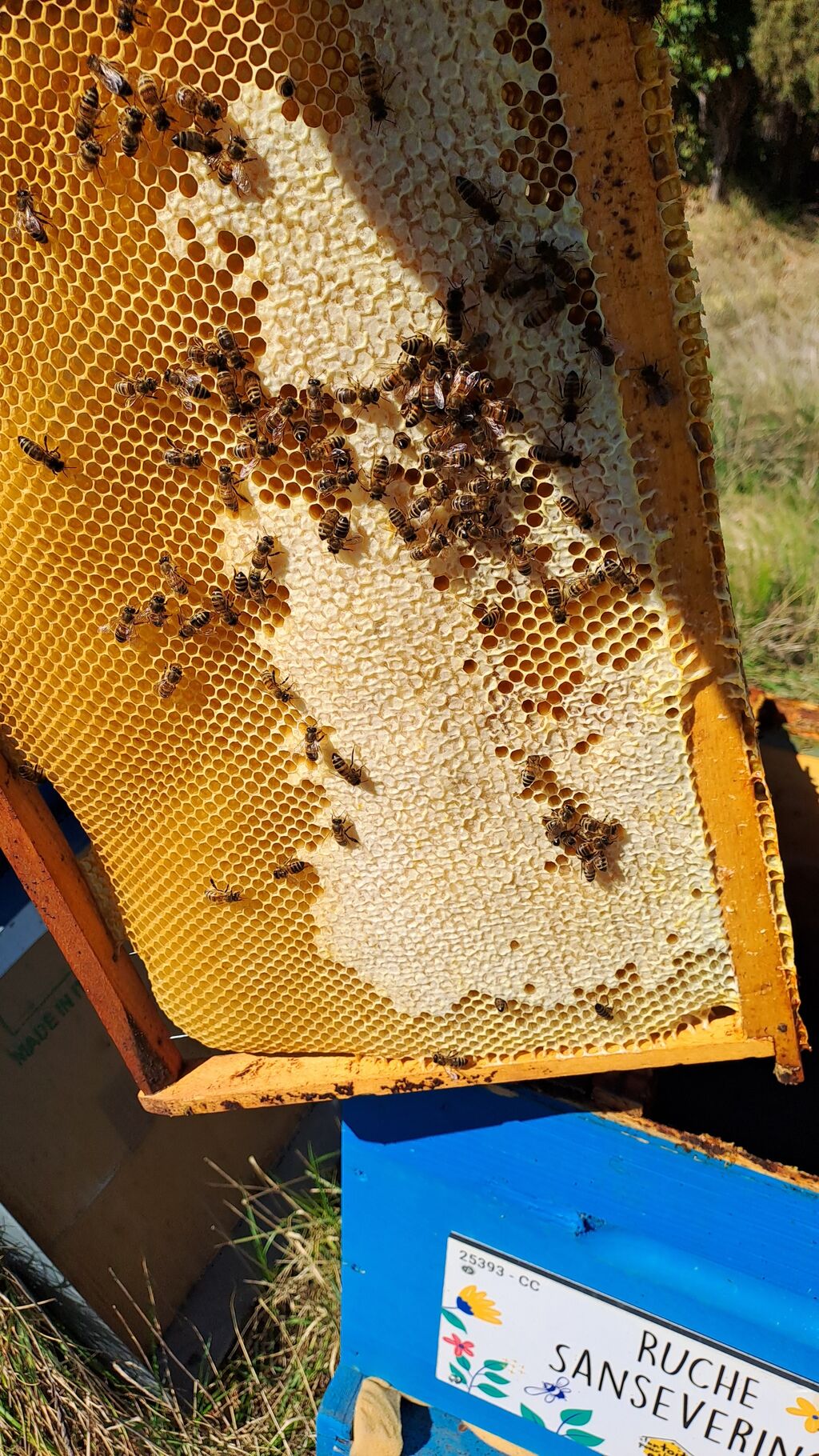 La ruche Sanseverino