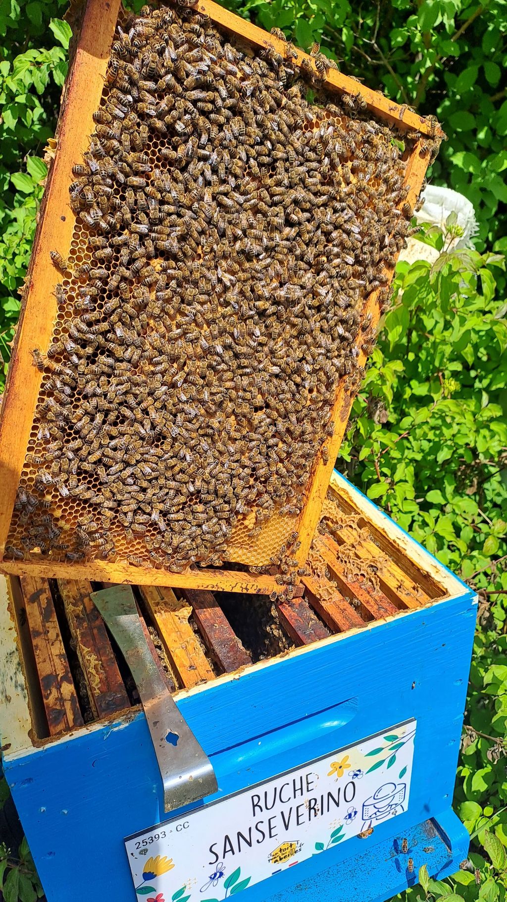 La ruche Sanseverino