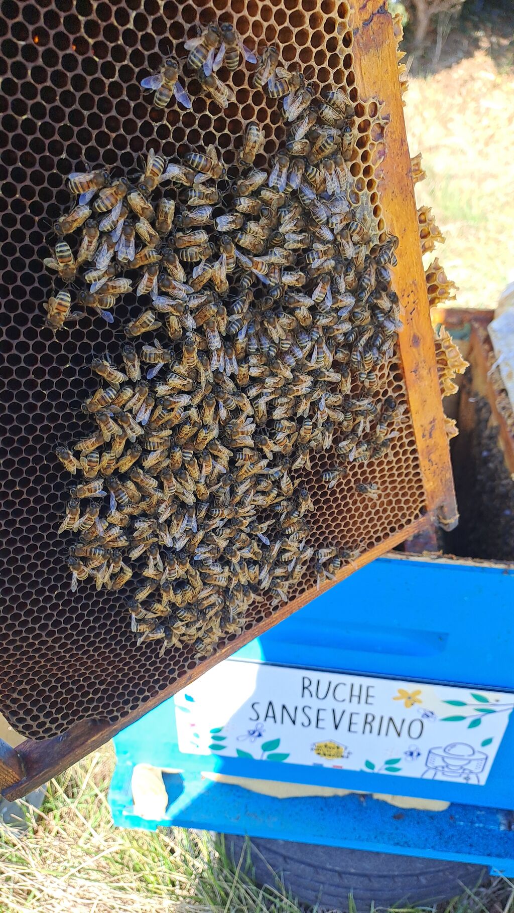 La ruche Sanseverino