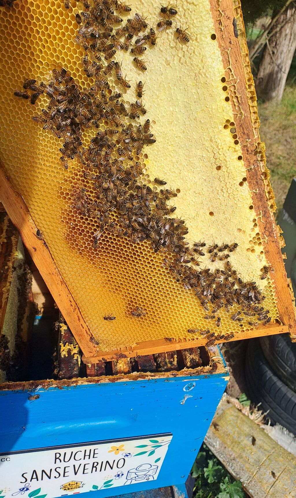 La ruche Sanseverino