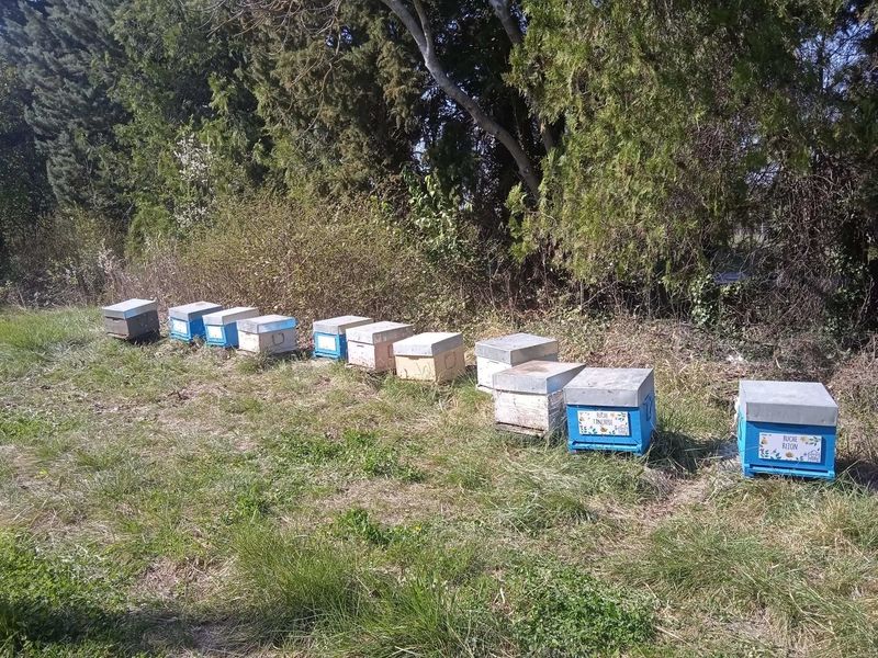 La ruche Sanseverino