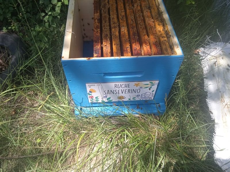 La ruche Sanseverino