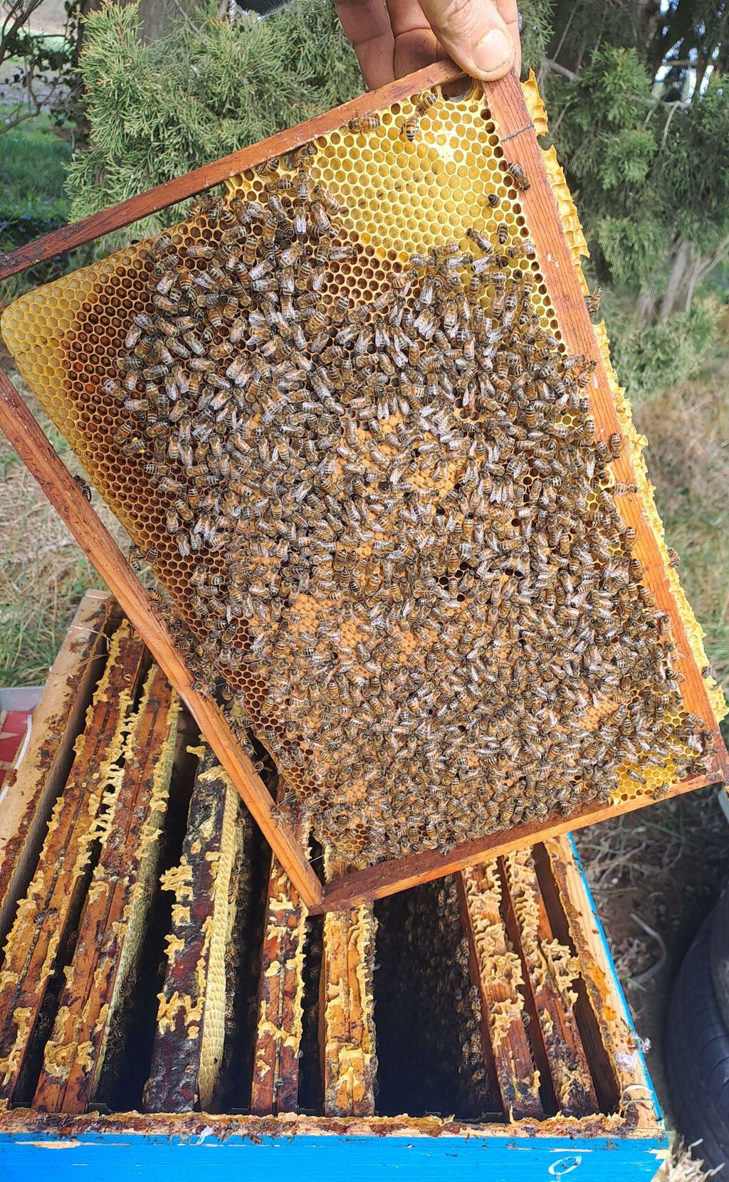 La ruche Sanseverino