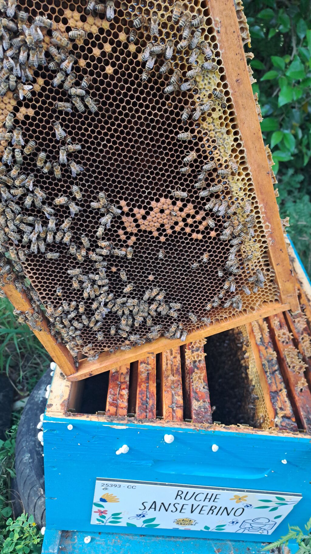 La ruche Sanseverino