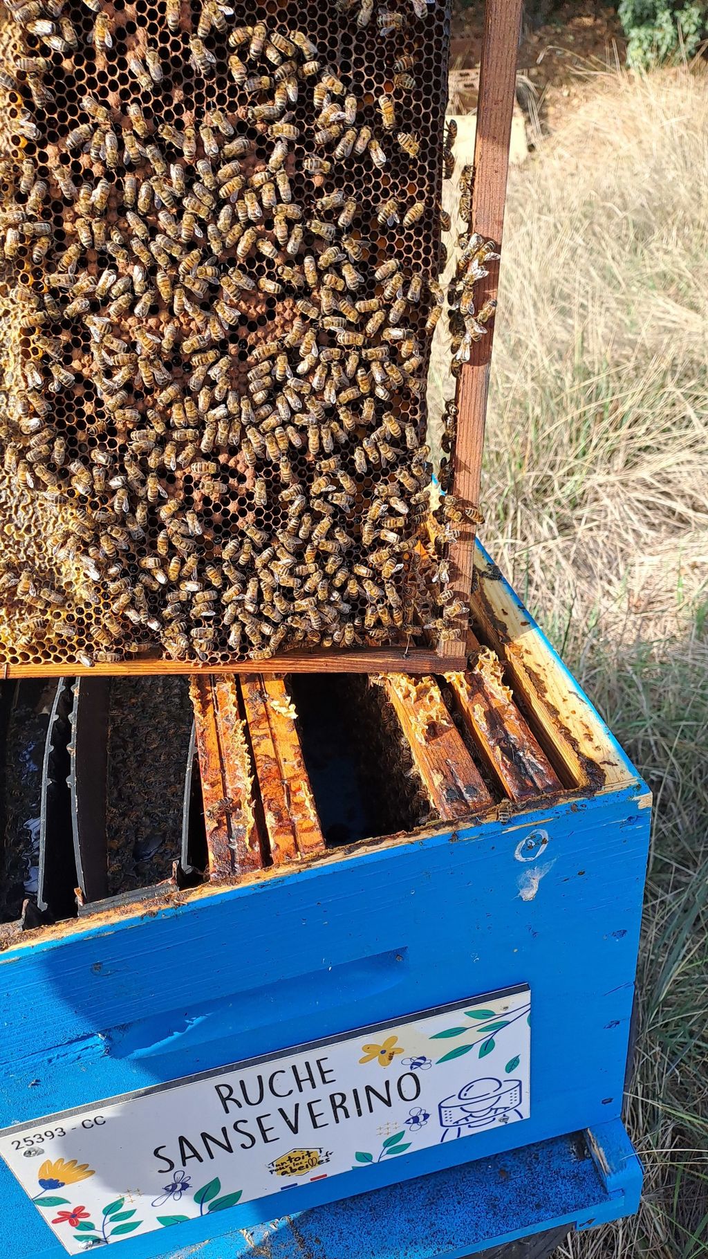 La ruche Sanseverino