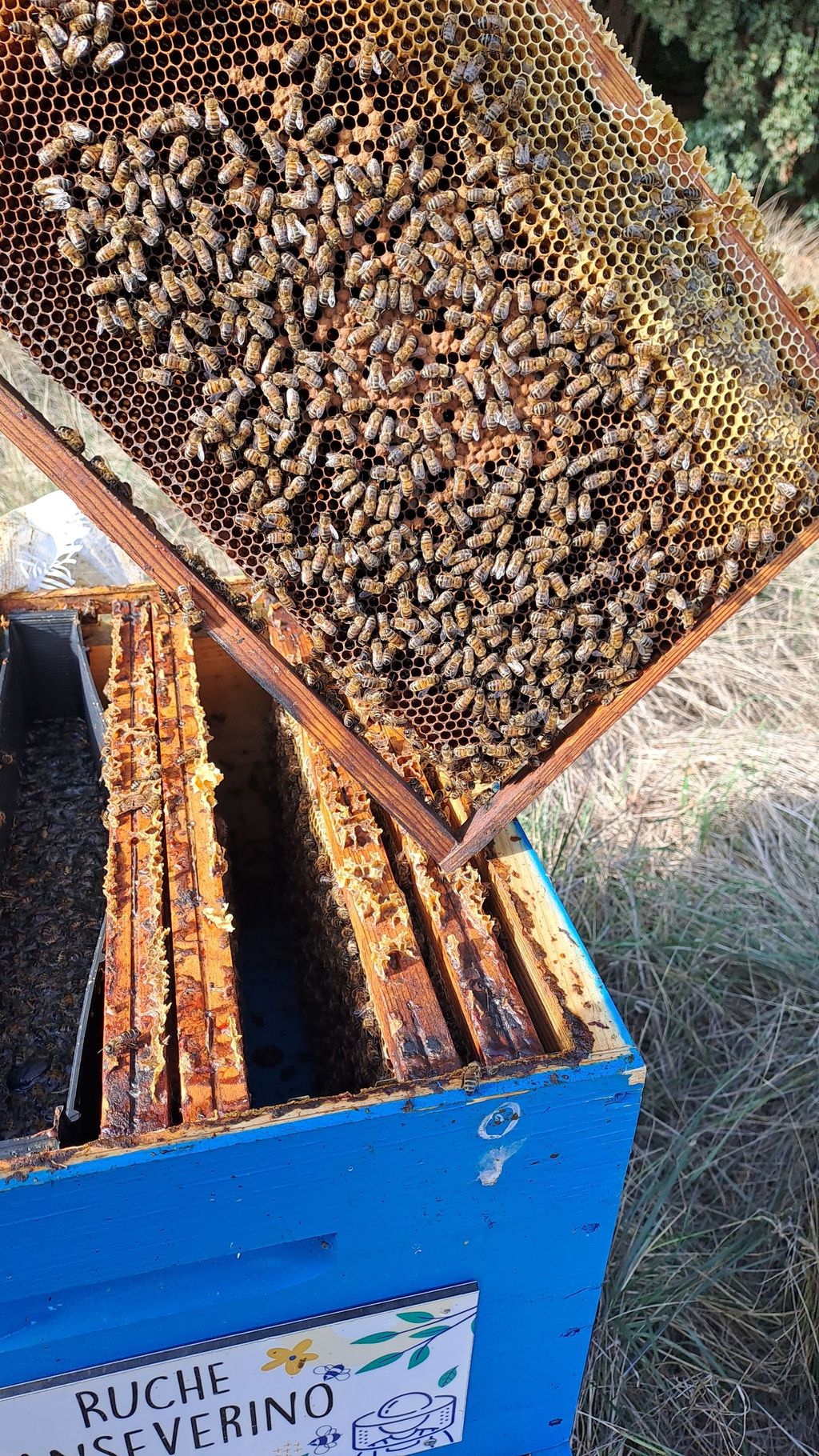 La ruche Sanseverino