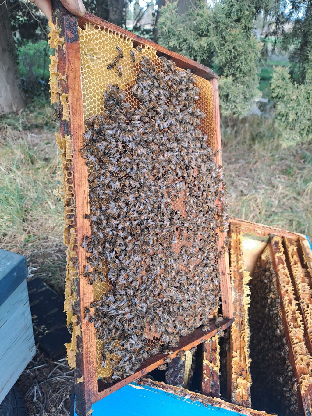 La ruche Sanseverino