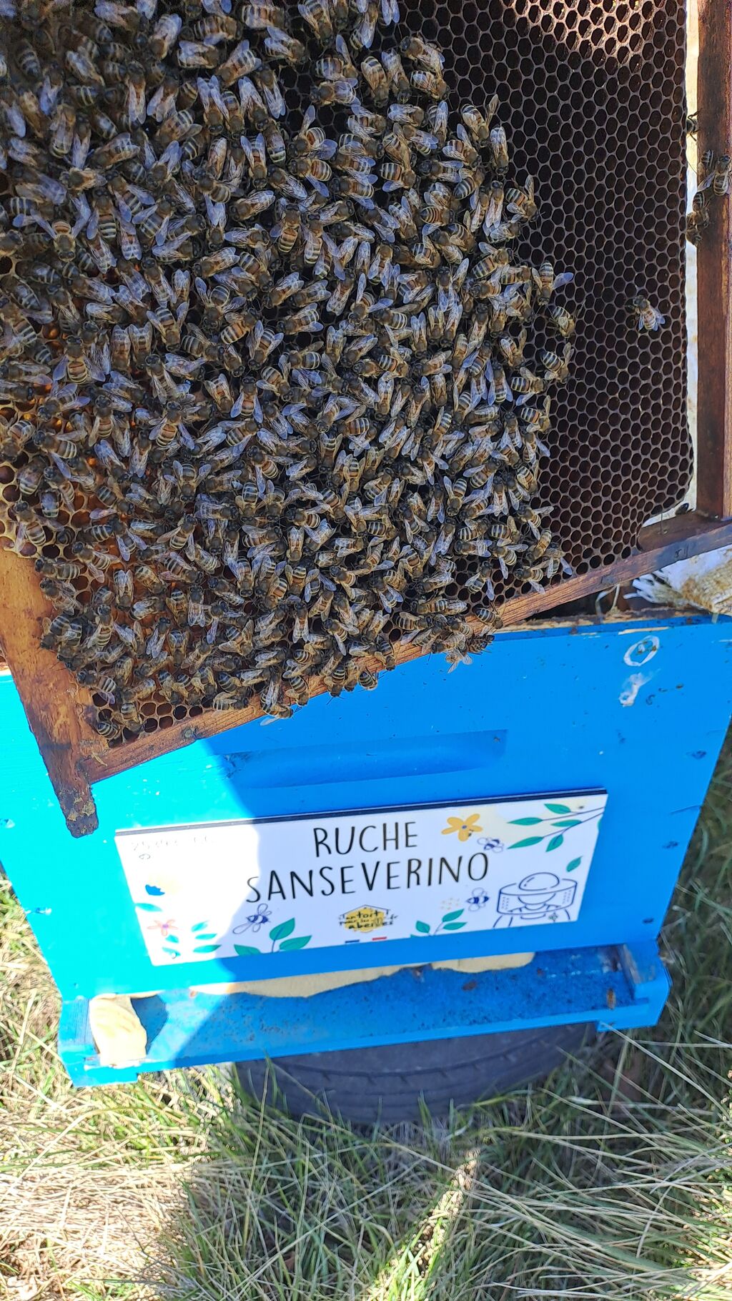 La ruche Sanseverino