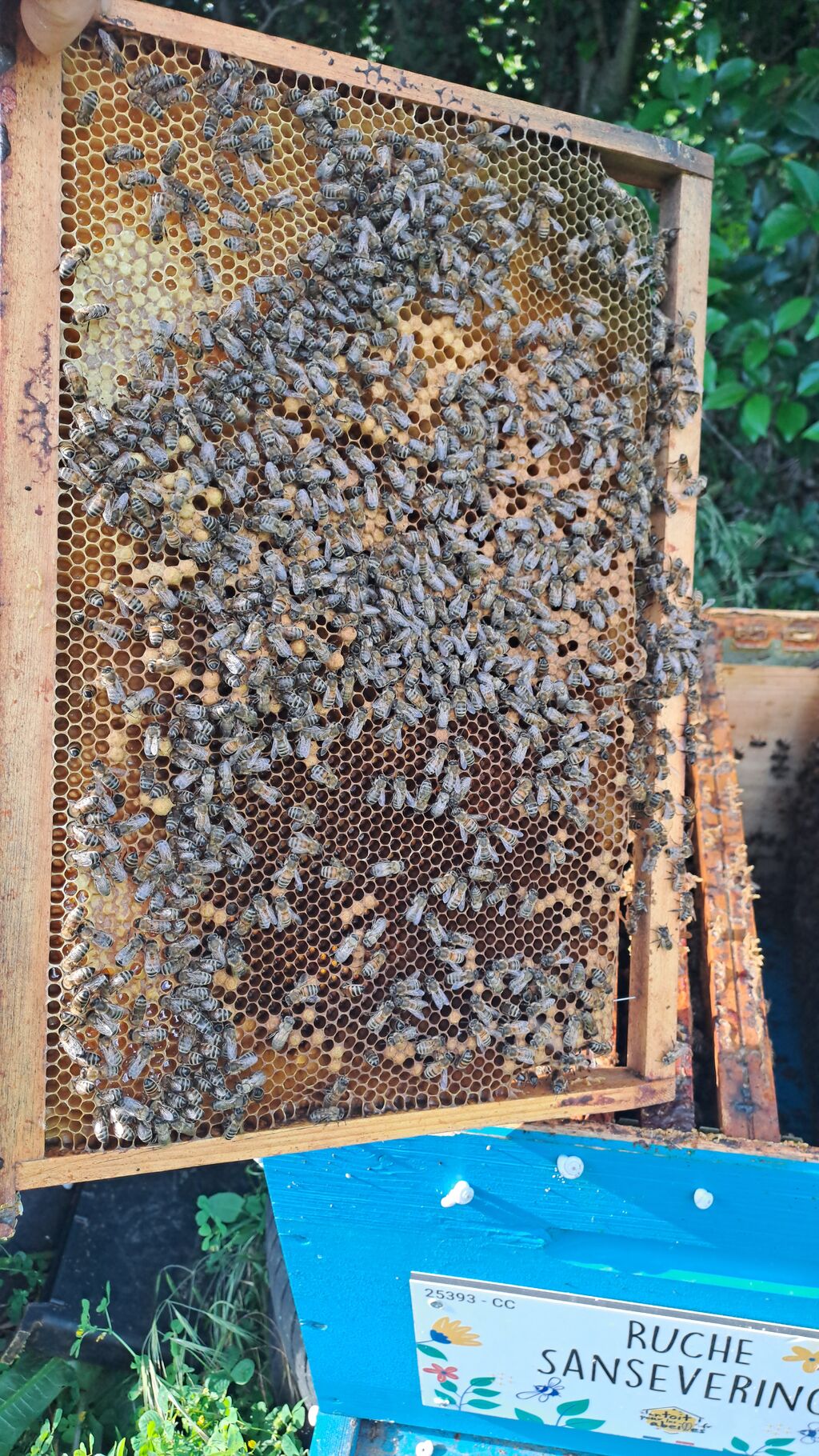 La ruche Sanseverino