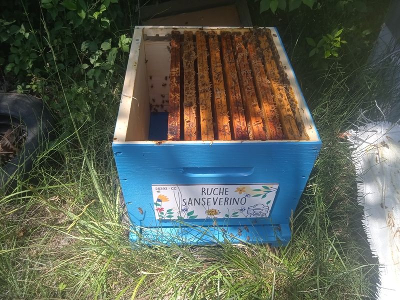 La ruche Sanseverino