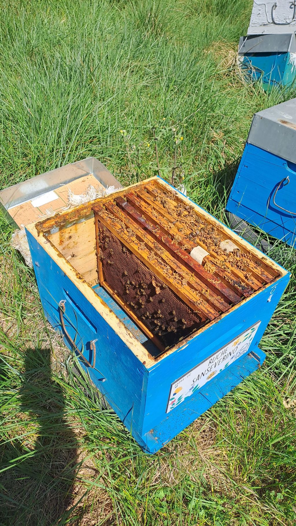 La ruche Sanseverino