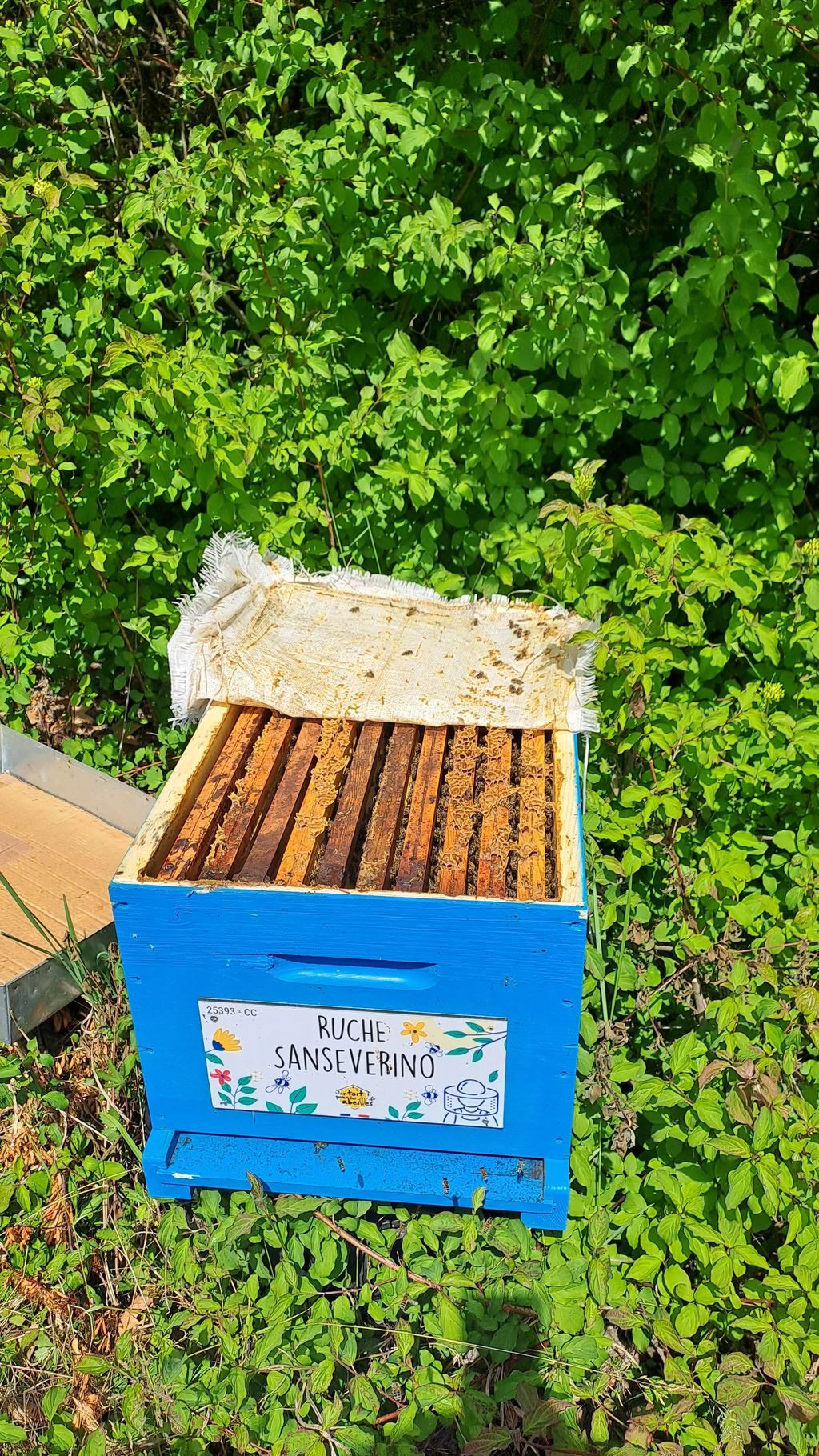 La ruche Sanseverino