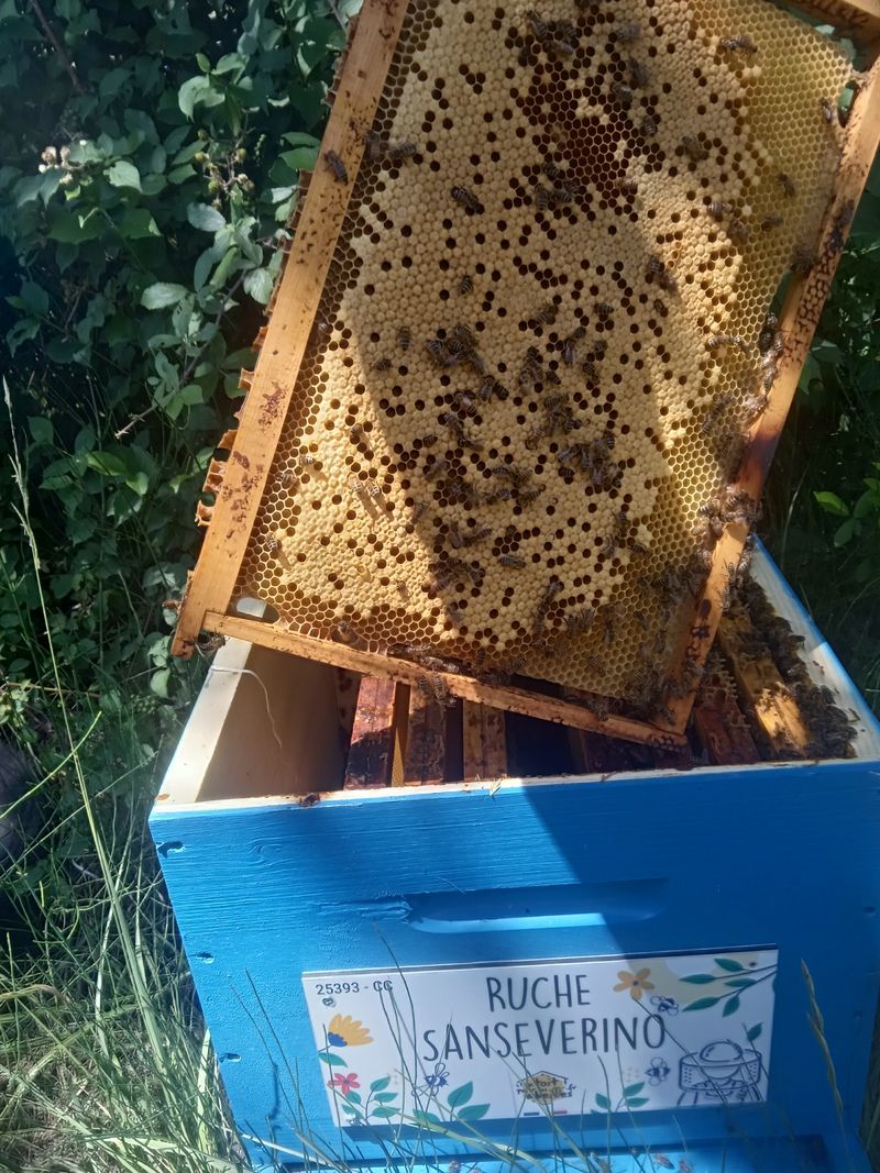 La ruche Sanseverino