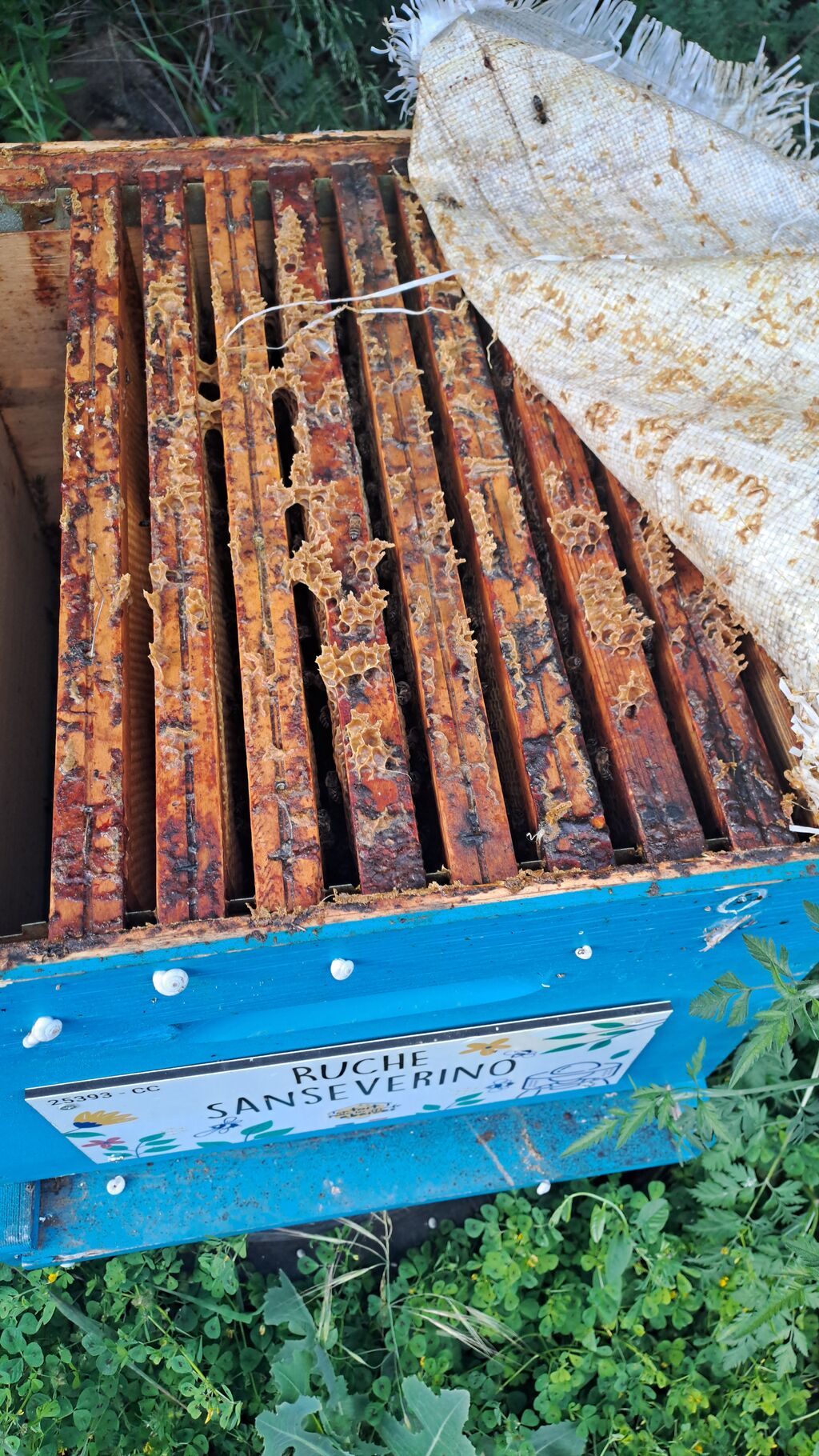 La ruche Sanseverino