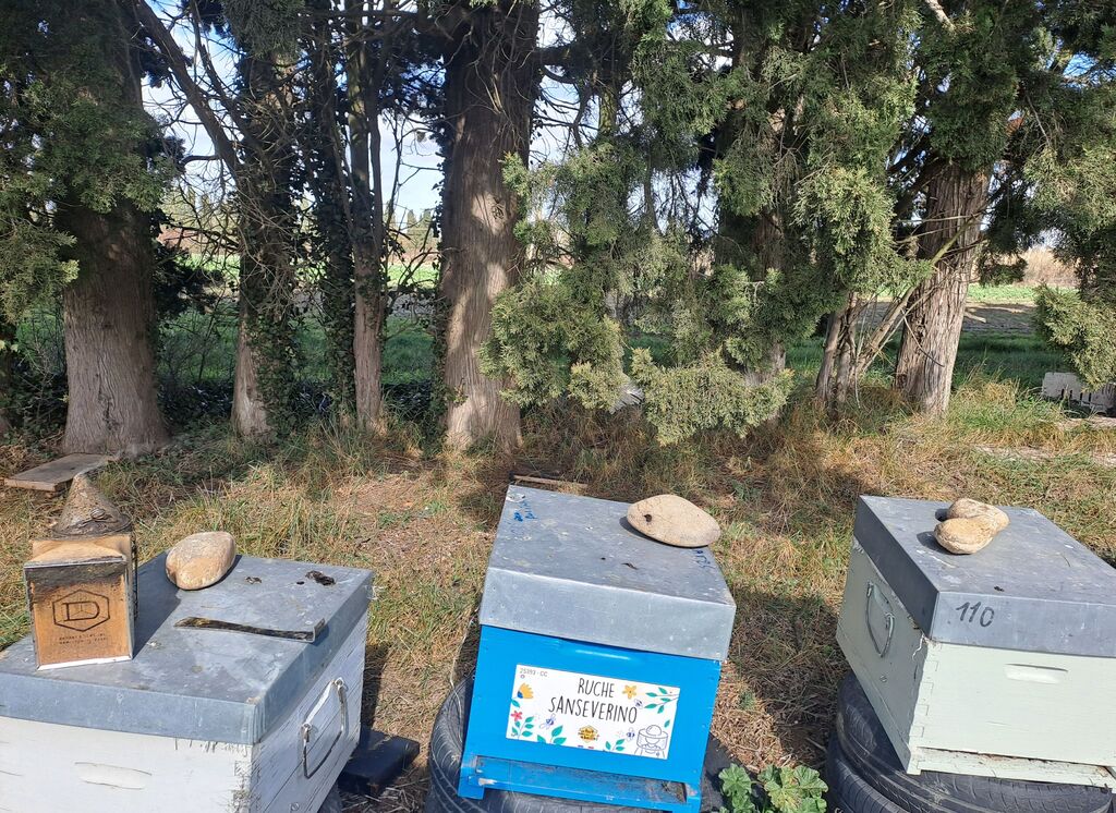 La ruche Sanseverino