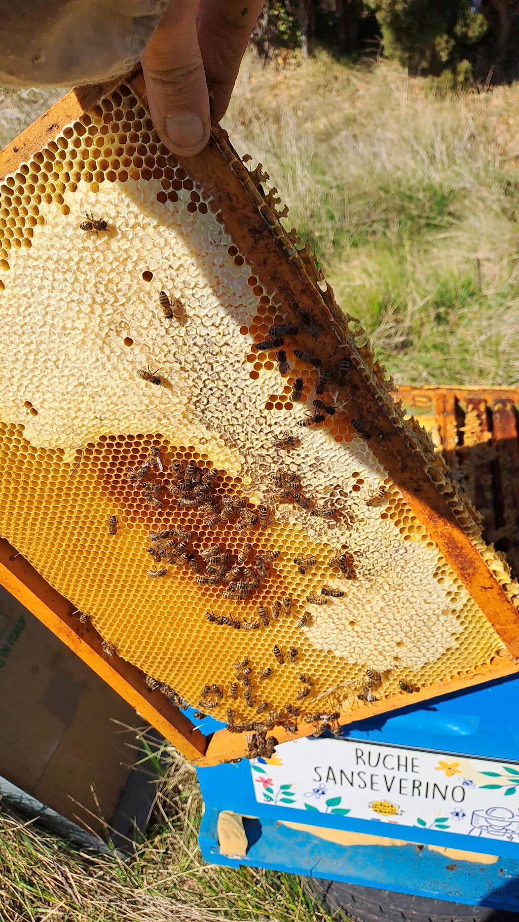 La ruche Sanseverino