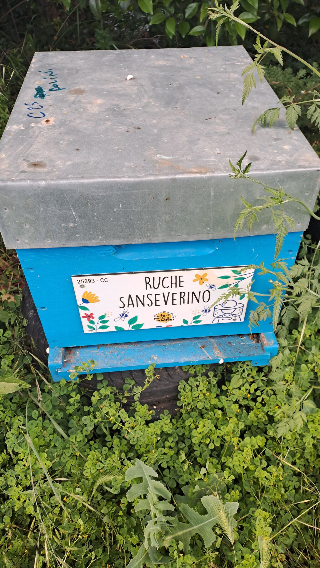 La ruche Sanseverino