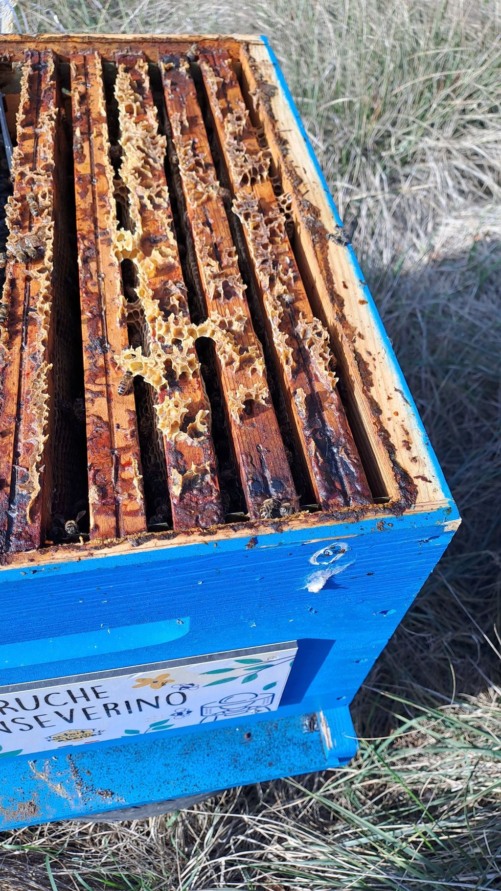 La ruche Sanseverino