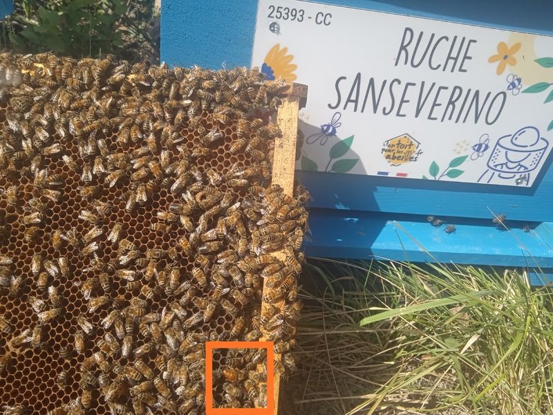 La ruche Sanseverino