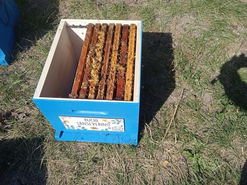 La ruche Sanseverino